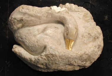 Swan at rest